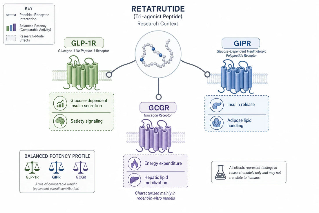 One synthetic peptide, three receptor arms: retatrutide is reported to engage GLP-1R, GIPR and GCGR at deliberately tuned relative potencies. The glucagon-receptor arm (GCGR) is the newest and least characterized in humans.
