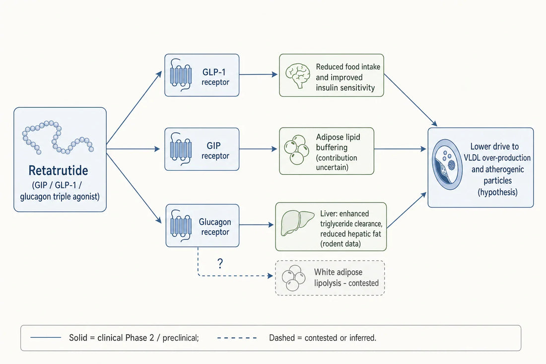How retatrutide's three receptor arms are hypothesized to intersect hepatic and systemic lipid handling; solid links reflect Phase 2 or rodent data, dashed links mark contested or inferred mechanisms.