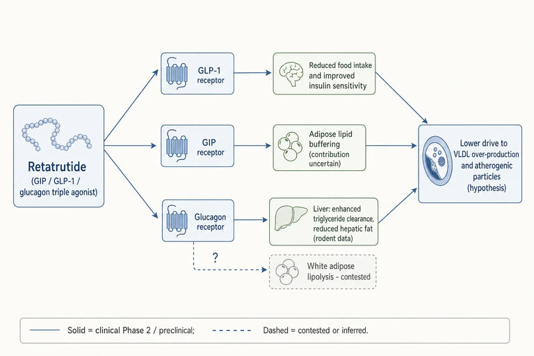 How Does Retatrutide Research Inform Treatment of Atherogenic Dyslipidemia?