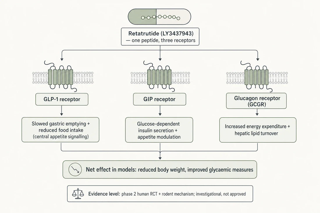 Schematic of retatrutide's proposed triple-receptor mechanism: one peptide engaging GLP-1, GIP and glucagon receptors, with the downstream metabolic levers reported in preclinical and phase 2 research.