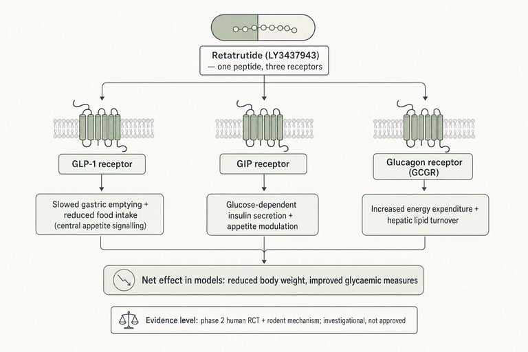 How Does Retatrutide Work as a Triple Agonist?