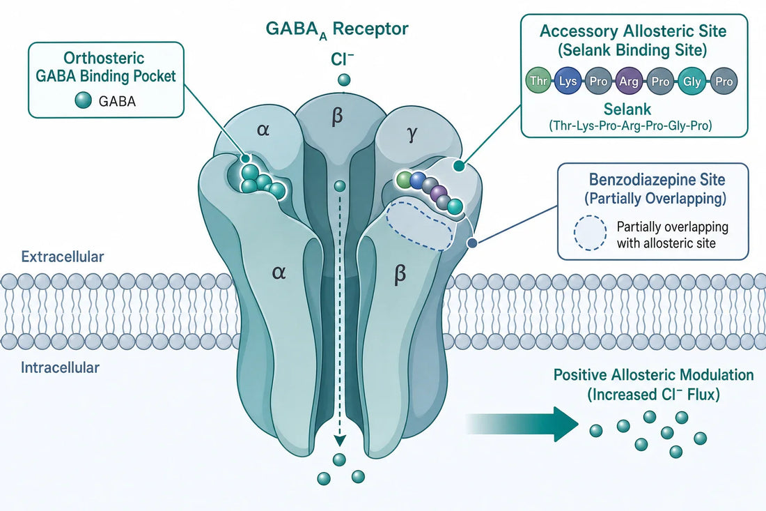 Proposed model: Selank binds an accessory allosteric site on the GABA_A receptor, potentiating GABA-driven chloride flux rather than occupying the orthosteric GABA pocket, with a benzodiazepine site that may partially overlap.
