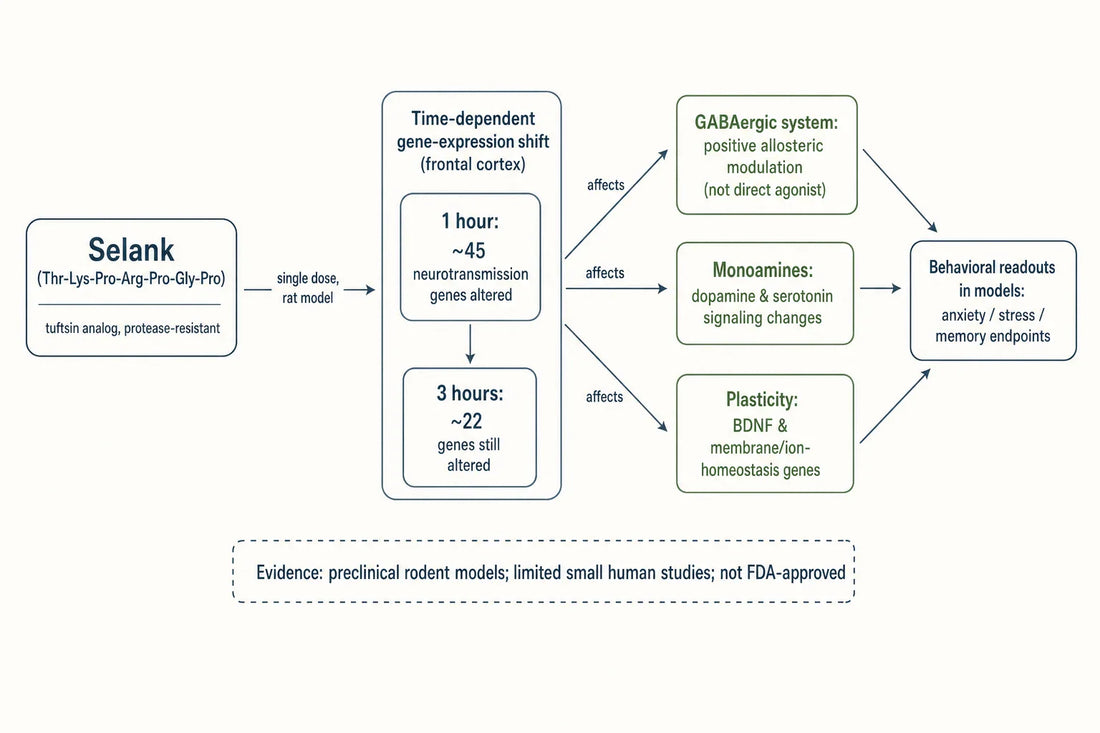 Proposed time-dependent route by which Selank reshapes CNS gene expression and converges on GABAergic, monoaminergic, and plasticity pathways in animal models.