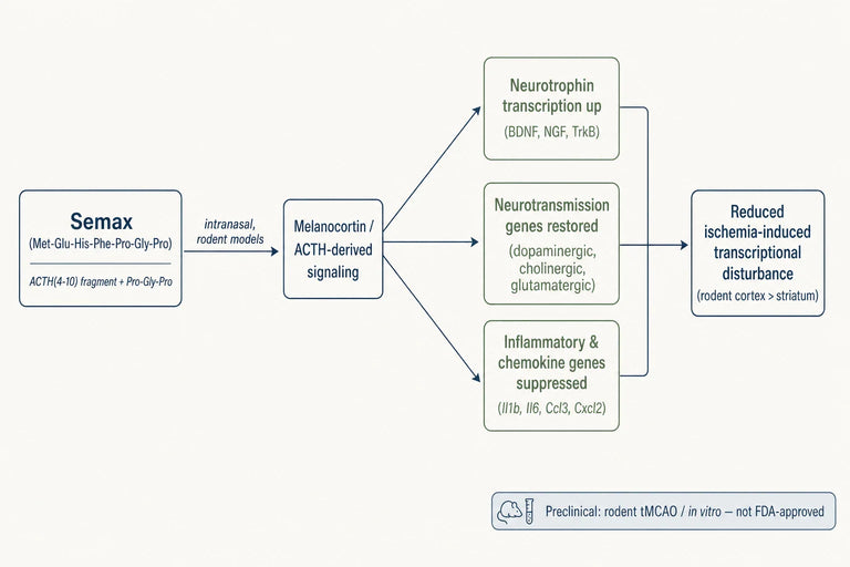 How Does Semax Interact With ACTH-Derived Pathways To Support Neural Resilience?