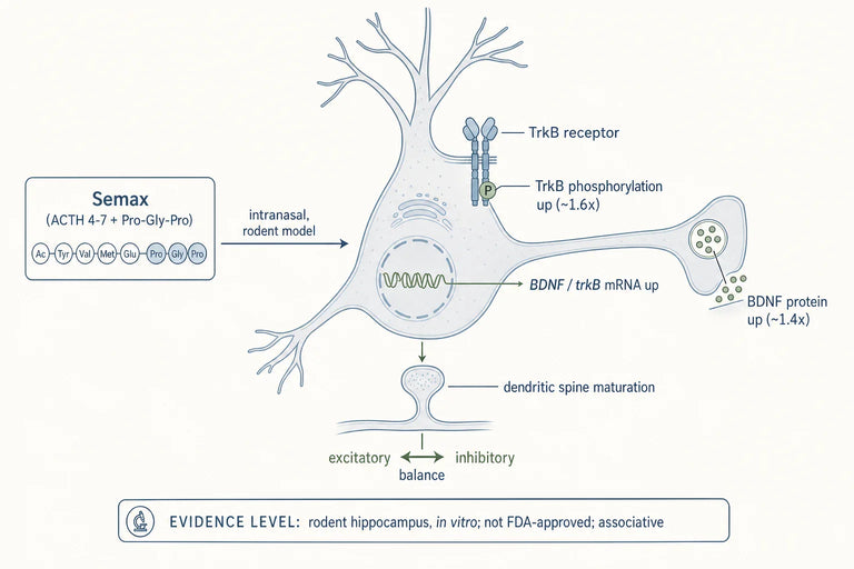 How Does Semax Potentially Affect Neural Circuit Stability Under Cognitive Load?