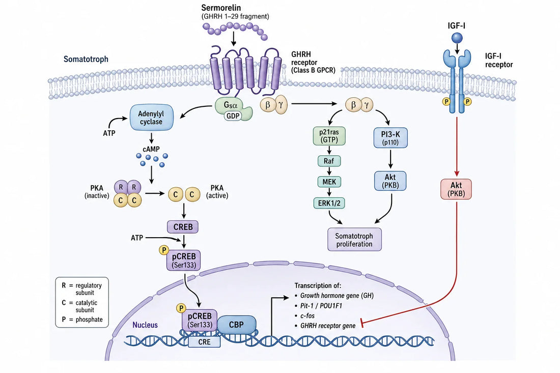 Qovigen research diagram