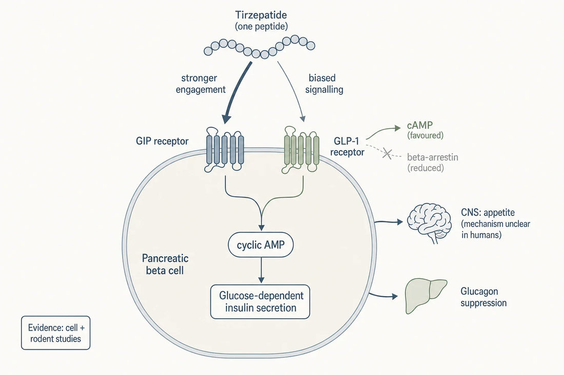 Tirzepatide is a single peptide that engages both the GIP and GLP-1 receptors on the beta cell, with stronger, imbalanced activity at the GIP receptor and biased signalling at the GLP-1 receptor (cell and rodent data).