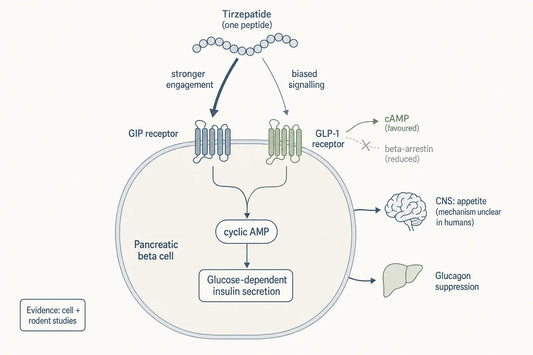 Tirzepatide is a single peptide that engages both the GIP and GLP-1 receptors on the beta cell, with stronger, imbalanced activity at the GIP receptor and biased signalling at the GLP-1 receptor (cell and rodent data).