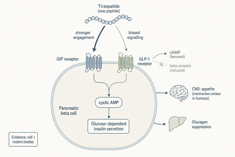 How Does Tirzepatide Work as a Dual GLP-1 and GIP Agonist?