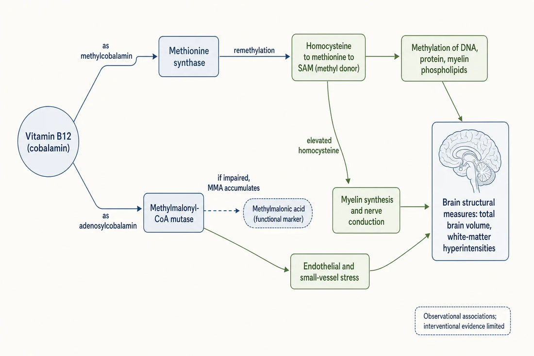 Vitamin B12 acts at two enzyme reactions &mdash; methylation and myelin metabolism &mdash; whose disruption is linked, in observational research, to structural brain measures.