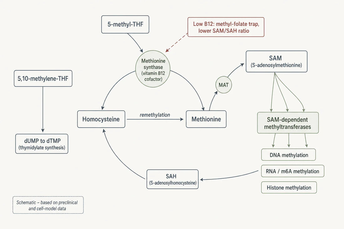 Schematic of vitamin B12 as the methionine synthase cofactor linking homocysteine remethylation to SAM and downstream DNA, RNA and histone methylation; based on preclinical and cell-model data.