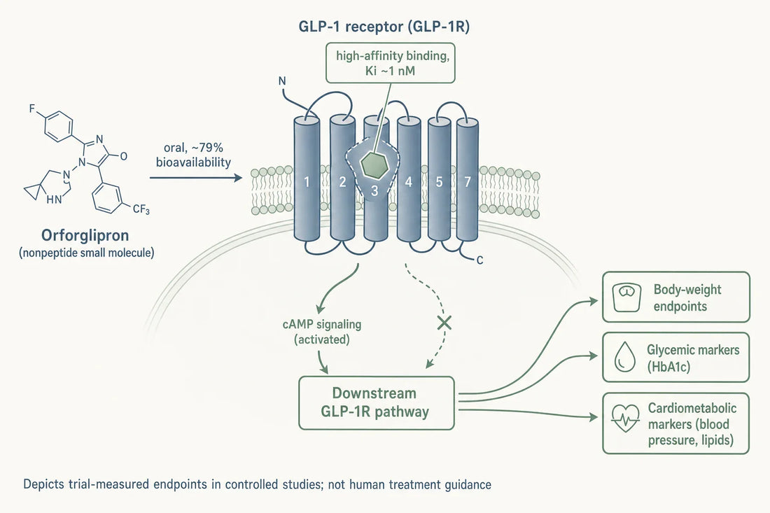 Schematic of orforglipron as a small-molecule GLP-1 receptor agonist: oral absorption, high-affinity receptor binding, cAMP-biased signaling with minimal beta-arrestin recruitment, and the endpoint categories measured in controlled trials.