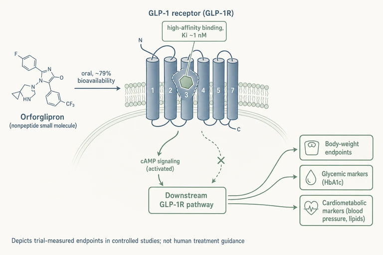How Effective Is Orforglipron For Obesity Based On Controlled Studies?