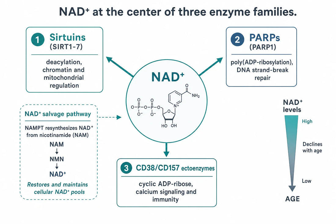 NAD+ is a shared substrate consumed by sirtuins, PARPs, and CD38/CD157, which compete for the same finite pool; the NAMPT salvage pathway resynthesizes it, and net levels decline with age.