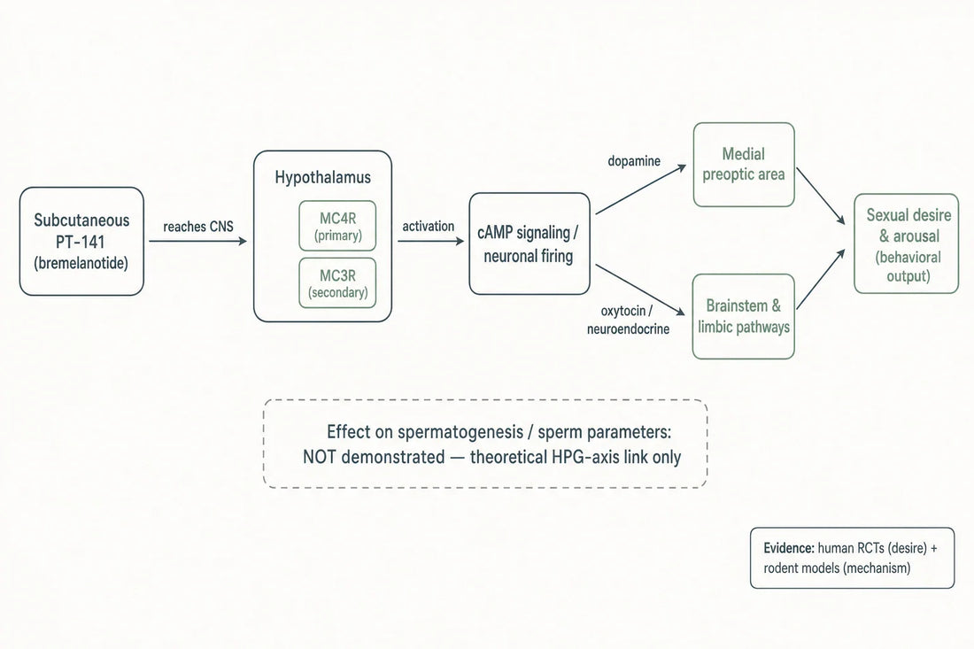 Simplified schematic of PT-141's central melanocortin mechanism; effects on sperm parameters are not established in the literature.