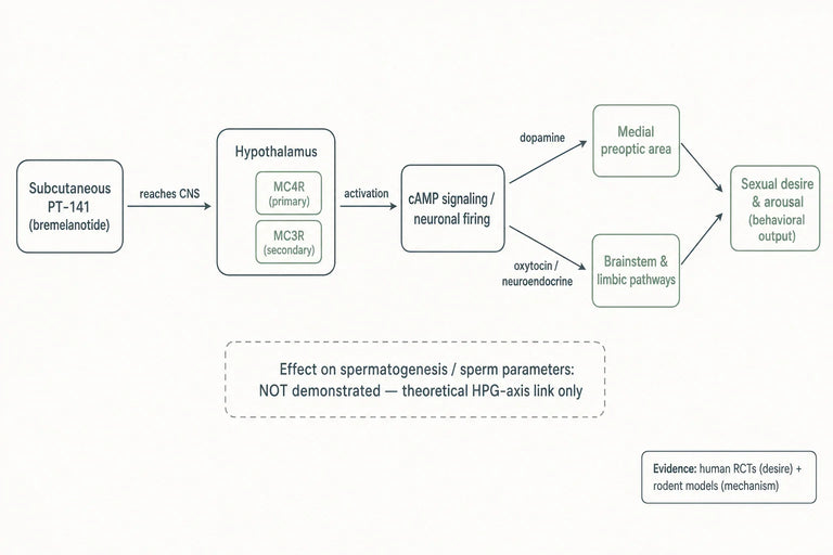 How PT-141 Supports Enhancing Sexual Desire and Sperm Performance in Clinical Trials?