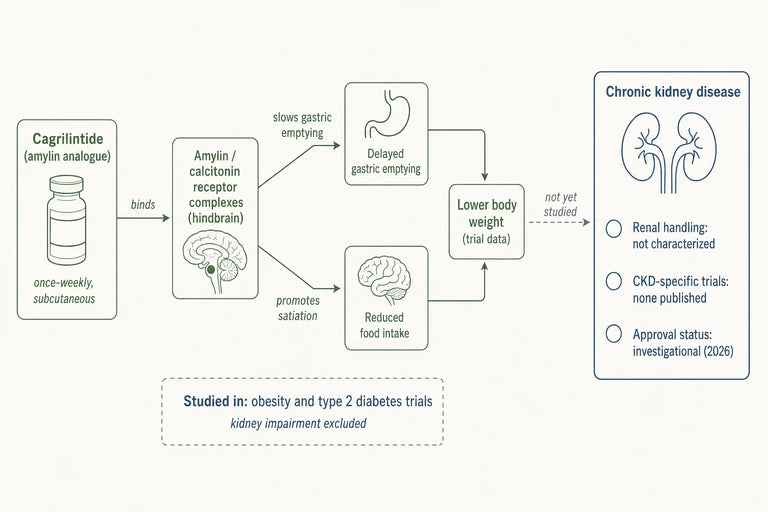 How Safe Is Cagrilintide Use in Patients with Chronic Kidney Disease?