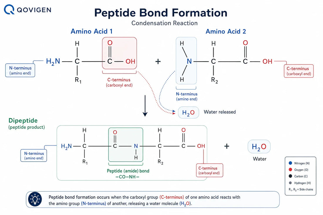 Peptide bond formation: a condensation reaction links the carboxyl group of one amino acid to the amino group of another, forming a -CO-NH- amide bond and releasing one molecule of water.