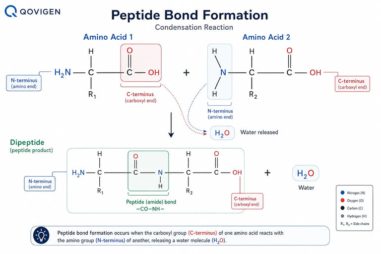 Intro to Peptides