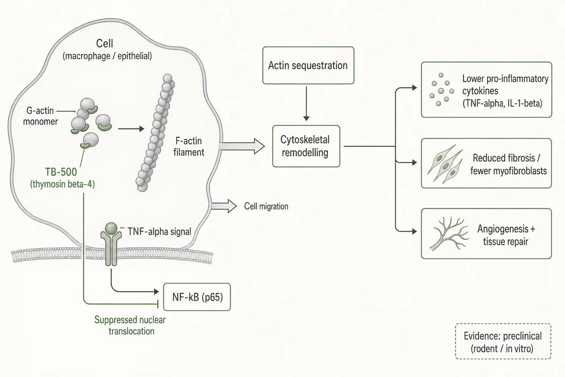 Simplified schematic of the two most-studied actions of thymosin beta-4 / TB-500 in inflammatory models: G-actin sequestration driving cell migration, and suppression of NF-kB signalling; the outcomes shown are preclinical.