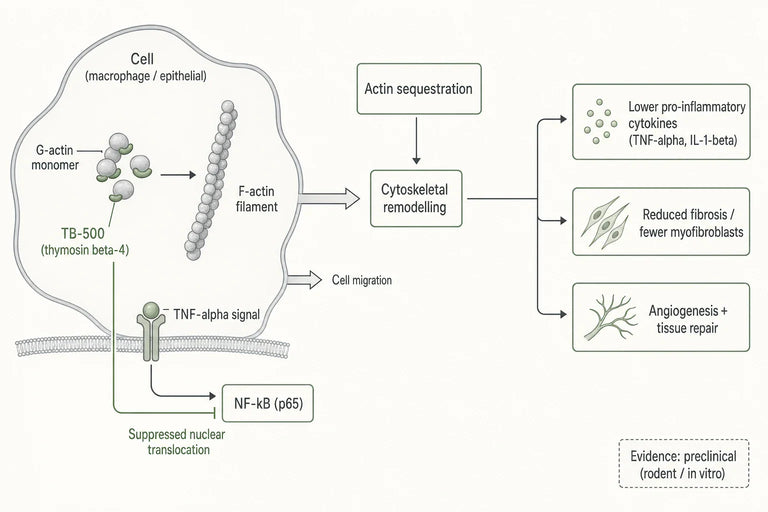 Is TB-500 a Promising Therapy for Chronic Inflammatory Conditions?