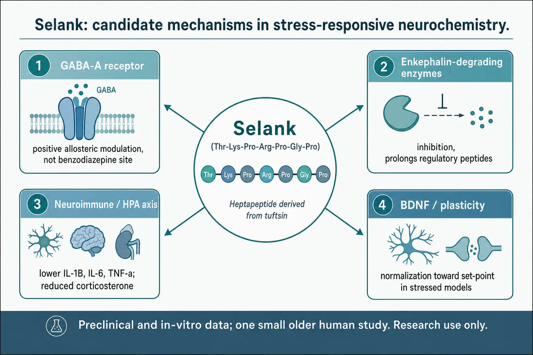 Selank mechanism