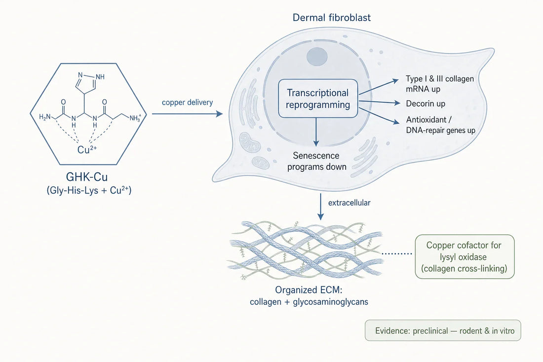 Schematic of GHK-Cu acting as a copper carrier and transcriptional modulator that shifts fibroblasts toward organized matrix output in preclinical repair models.