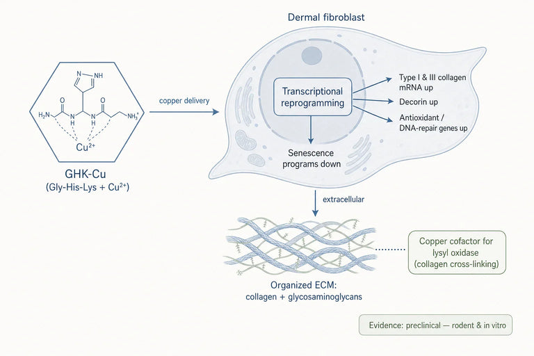 Modulation of Fibroblast Phenotype and Collagen Synthesis by GHK-Cu in Experimental Repair Models