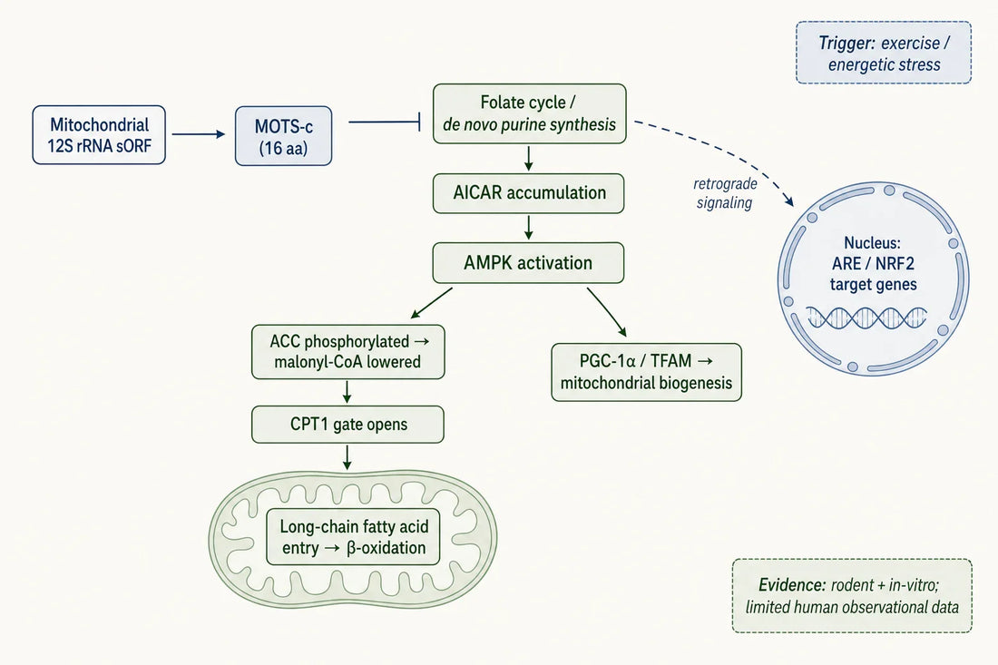 Schematic of the proposed MOTS-c folate–AICAR–AMPK axis linking mitochondrial signaling to fatty-acid entry and β-oxidation in skeletal muscle; evidence is largely preclinical.