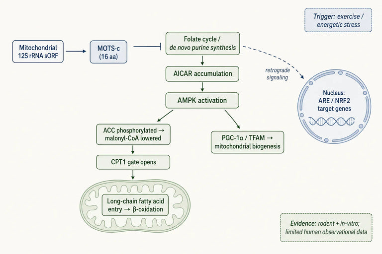 Molecular Mechanisms of MOTS-c in the Regulation of Lipid β-Oxidation During Exercise Stress