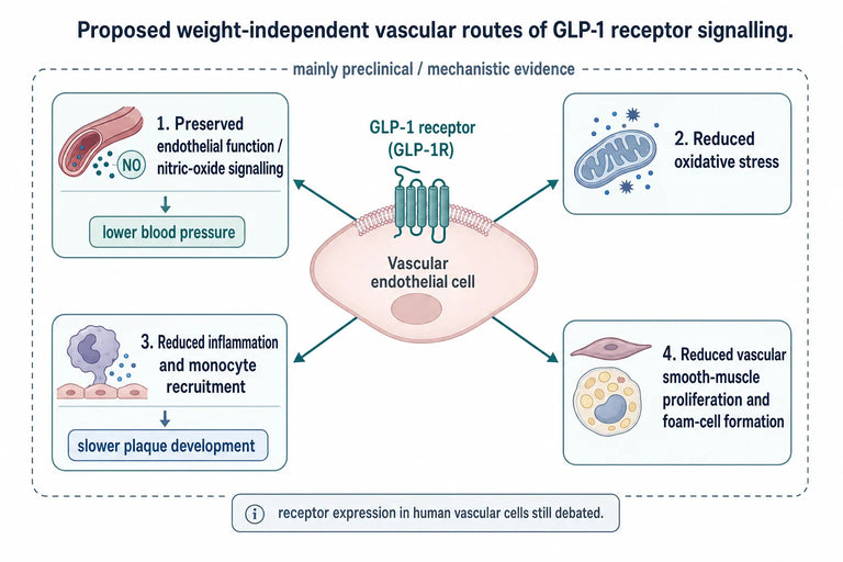 New Research on Semaglutide’s Cardiometabolic Impact Beyond Weight Loss