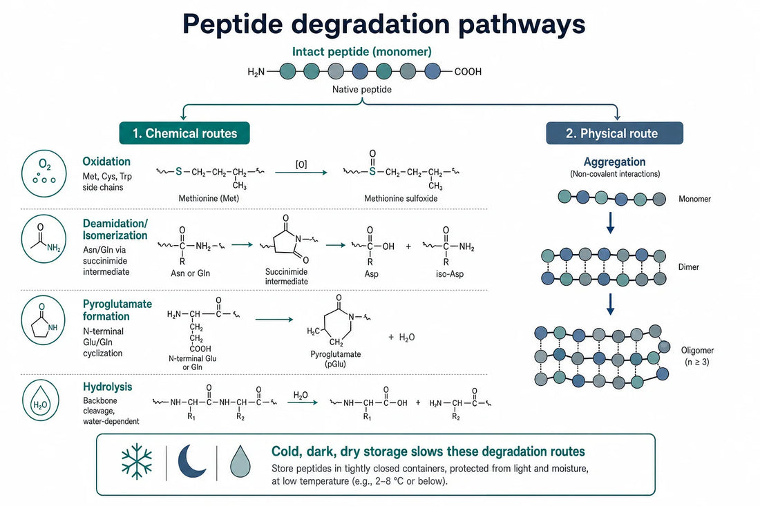 The principal chemical and physical degradation routes for peptides; cold, dark, dry storage slows each pathway to a different degree.