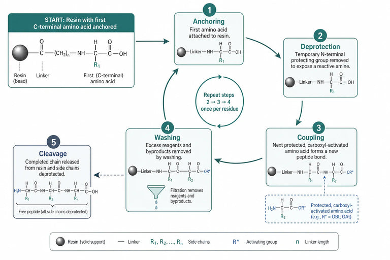 Peptide Synthesis