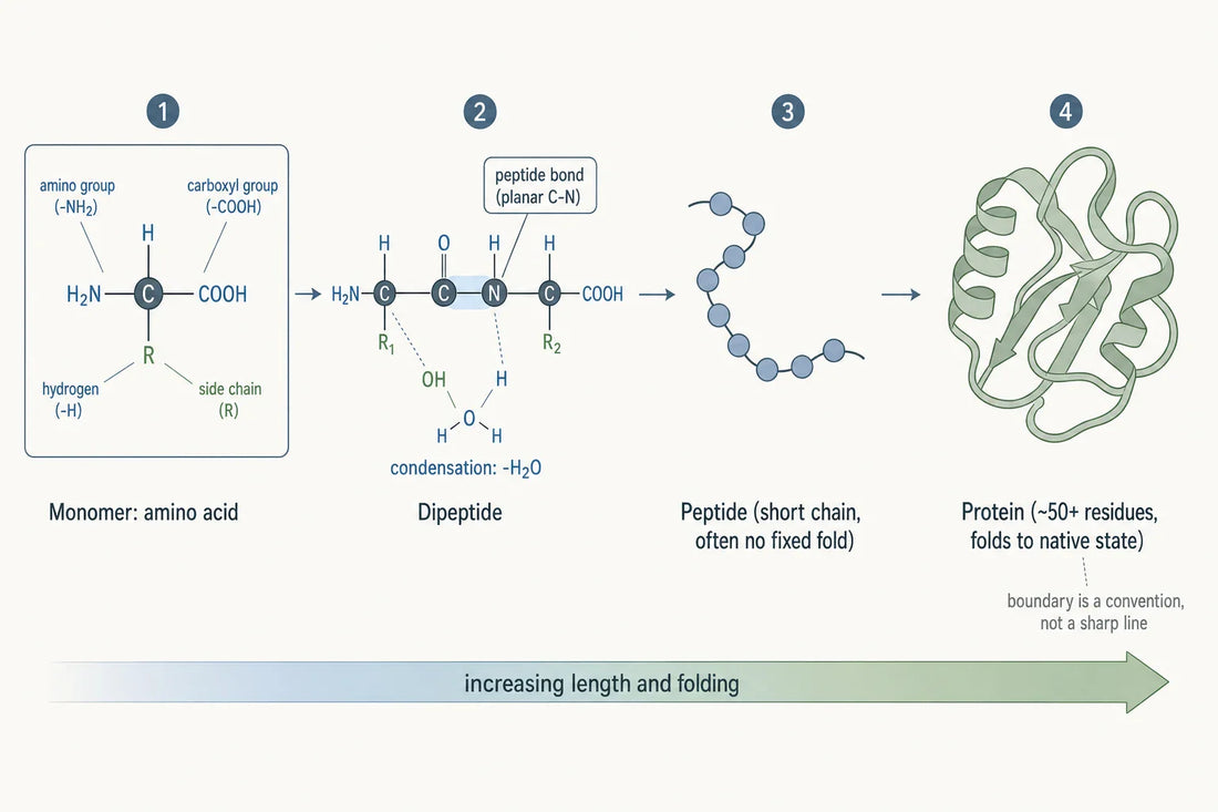 From a single amino acid to a folded protein: peptide bonds link monomers into chains, with length and folding rising along the continuum.
