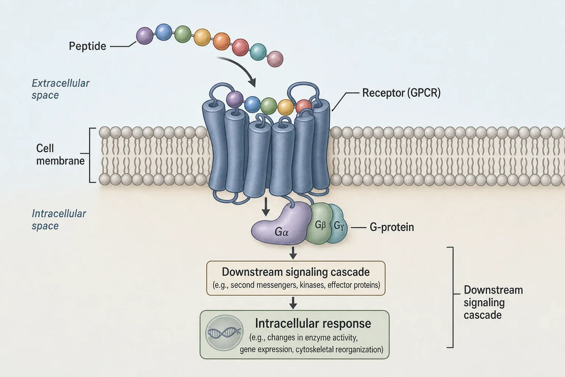 Most peptides act as signaling molecules: the peptide binds a specific cell-surface receptor — frequently a G-protein-coupled receptor — and that binding event triggers an intracellular response. This mechanism is documented in cell and animal models.