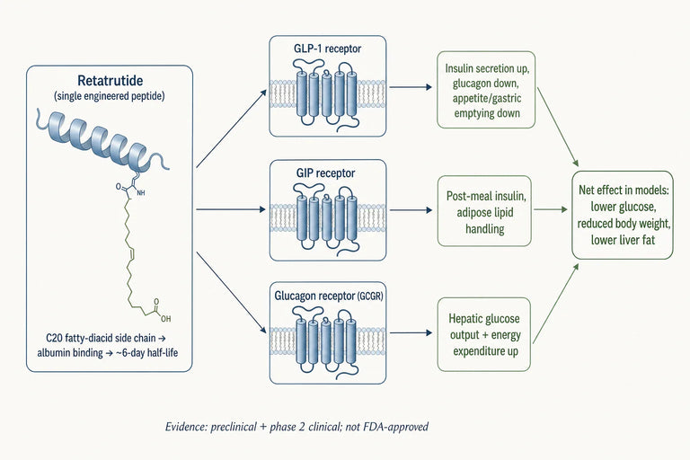 Retatrutide’s Molecular Structure and Its Role in Combating Metabolic Disorders