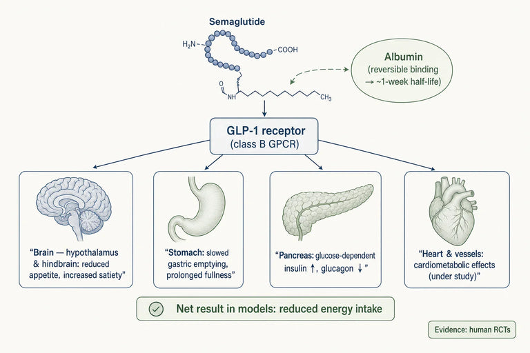 Semaglutide and Beyond: Exploring New Horizons in Peptide Therapy