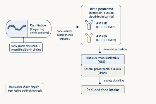 Simplified amylin-receptor satiety pathway engaged by cagrilintide; receptor-level detail is drawn largely from rodent and in-vitro models.