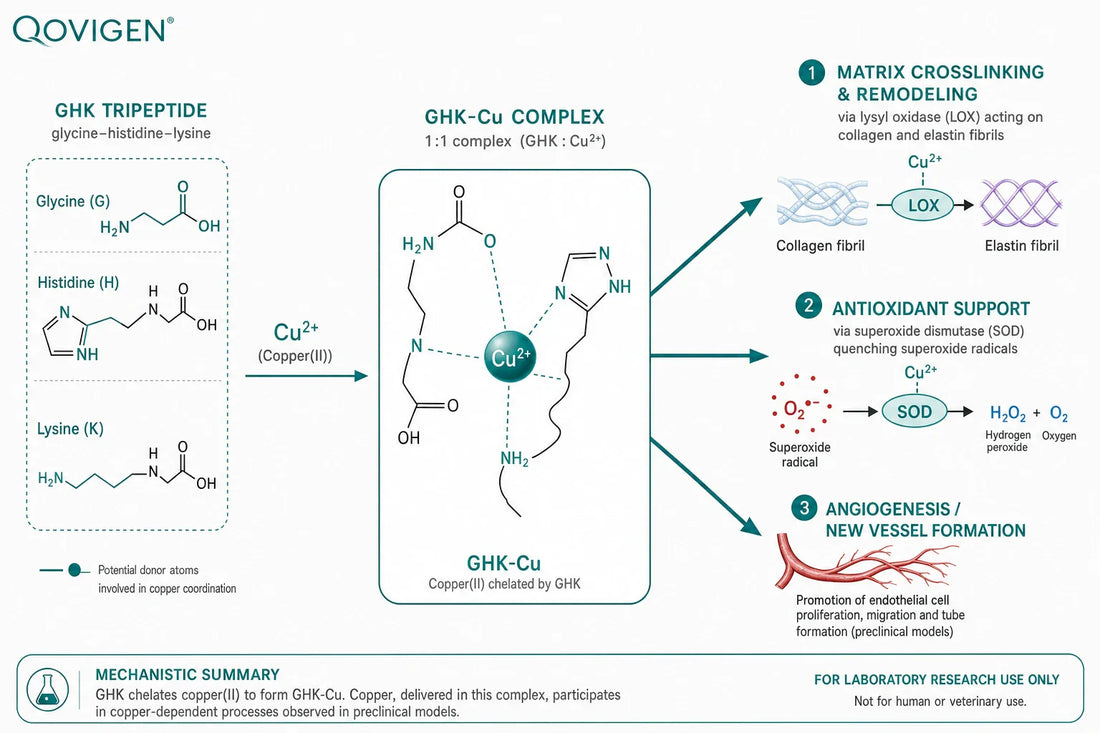 Schematic of GHK chelating copper(II) to form GHK-Cu, and the copper-dependent processes reported across preclinical models: matrix crosslinking via lysyl oxidase, antioxidant support via superoxide dismutase, and angiogenesis.