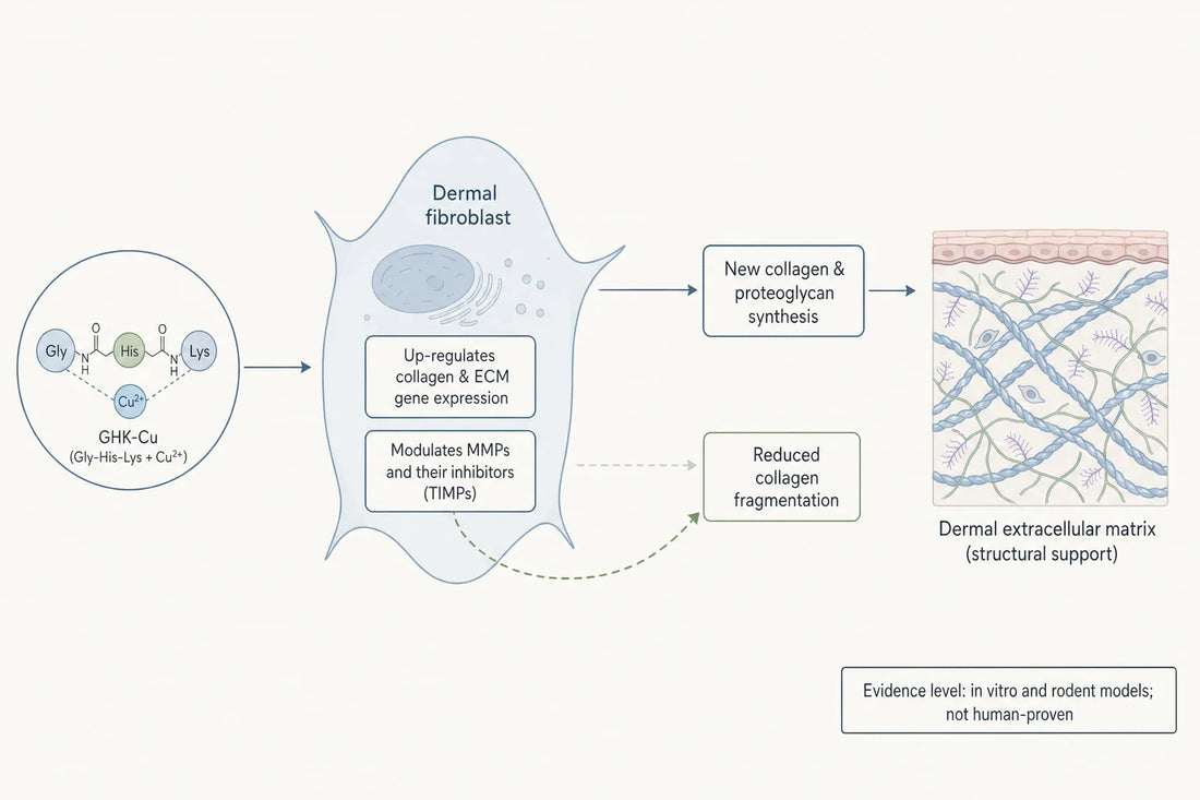 Proposed mechanism explored in cell and rodent models: GHK-Cu signals dermal fibroblasts to modulate collagen-gene expression and MMP activity — an in-vitro/preclinical hypothesis, not a human-proven effect.