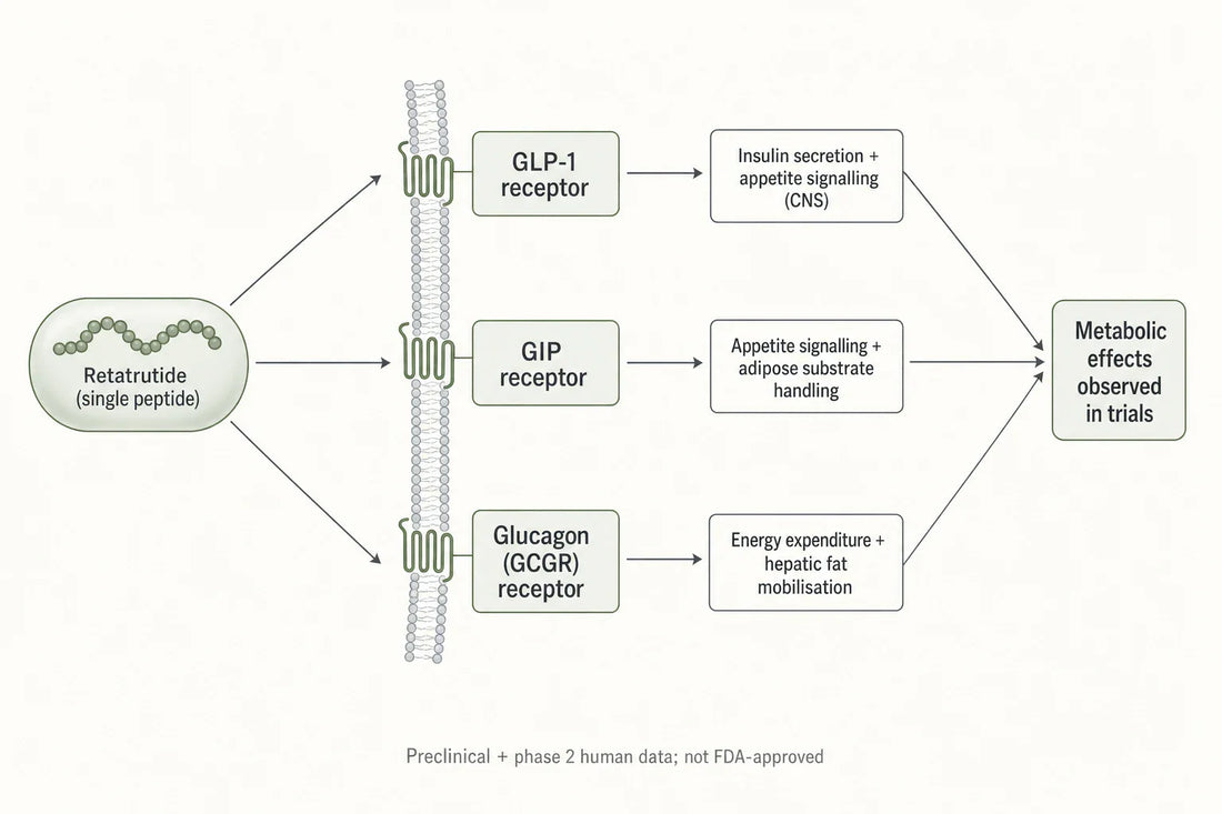 A single retatrutide peptide engages three receptors (GLP-1, GIP, glucagon), each linked to distinct downstream metabolic signals reported in preclinical and phase 2 research.