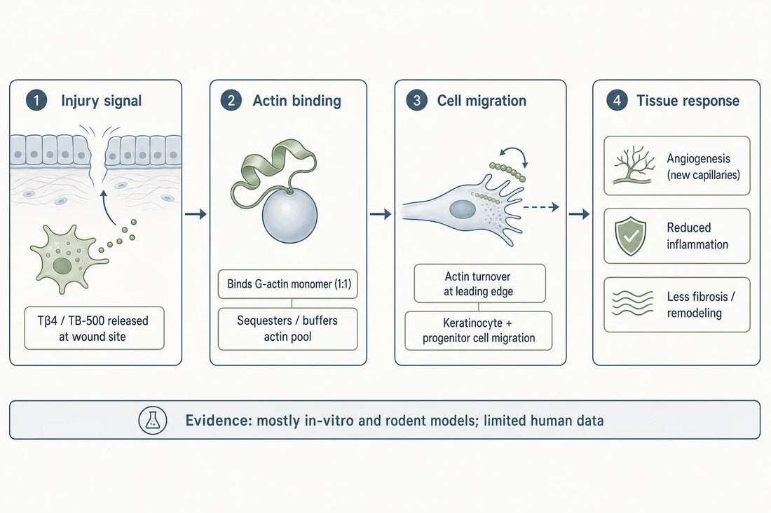 How thymosin beta-4 / TB-500 is studied: actin binding to cell migration to downstream tissue responses, with an honest note that most evidence is preclinical.