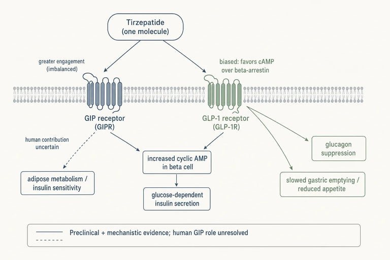 The Science Behind Tirzepatide: GLP-1 and GIP Dual Action