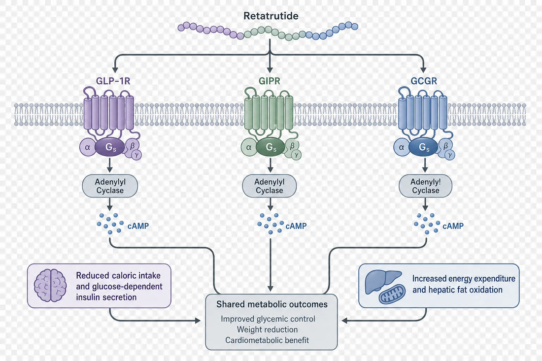 Retatrutide's triple-agonist mechanism: one peptide activates GLP-1R, GIPR and GCGR, each raising cAMP, with the incretin and glucagon arms converging on complementary metabolic effects (schematic based on Coskun et al., Cell Metab 2022).