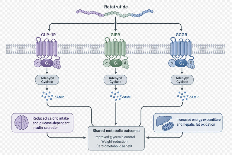 What Are the Broader Scientific Applications of Retatrutide?