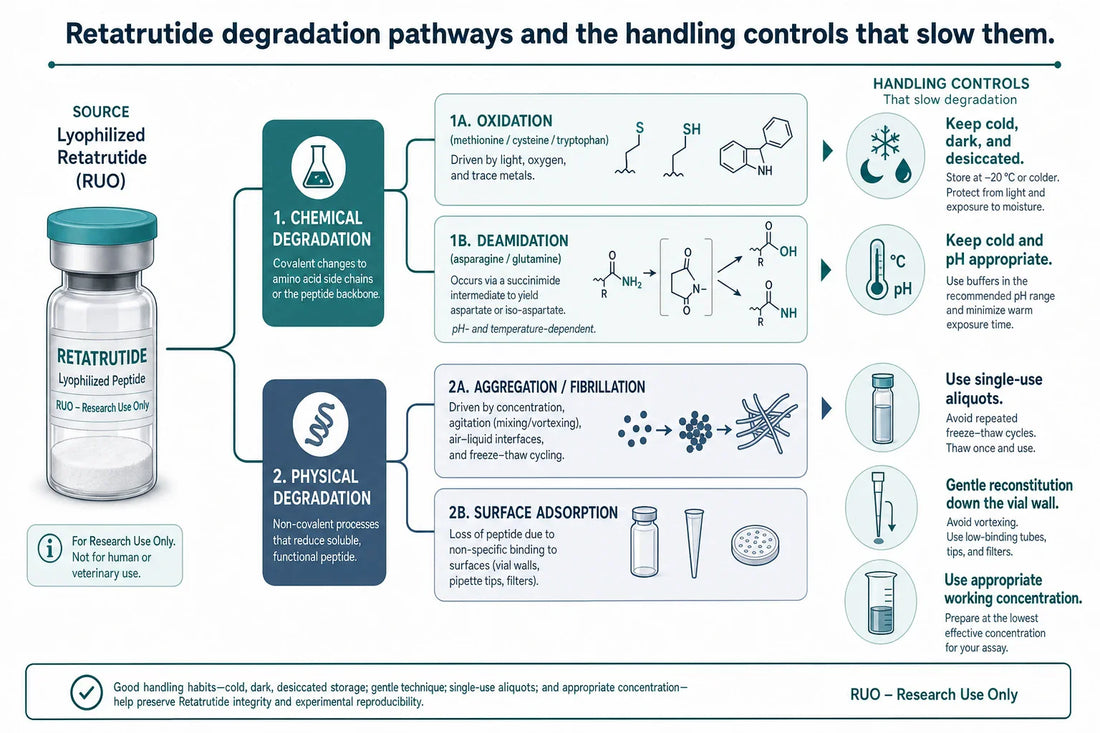 The major chemical and physical degradation routes for a lipidated peptide like retatrutide, and the handling controls each storage rule is designed to slow. Illustrative summary of the peptide-formulation literature; for research use only.
