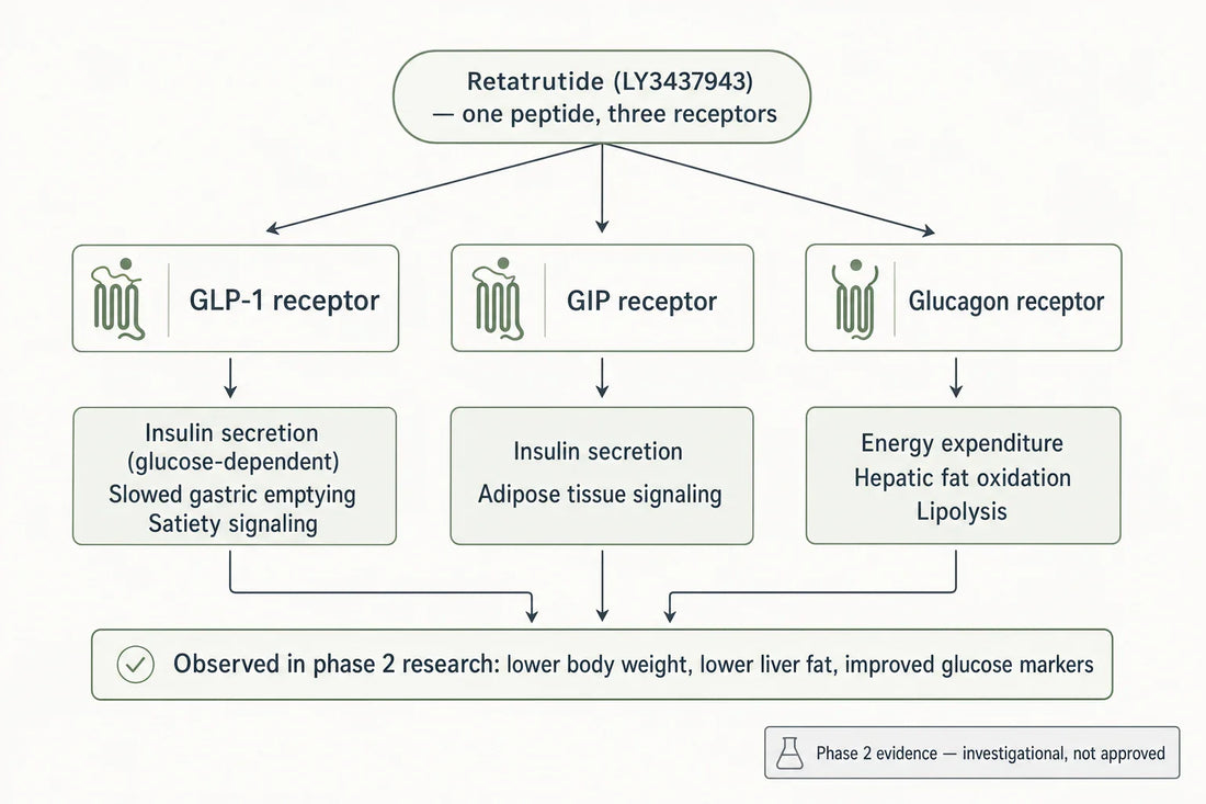 How retatrutide's single peptide engages the GLP-1, GIP and glucagon receptors, and the metabolic effects reported in phase 2 research.