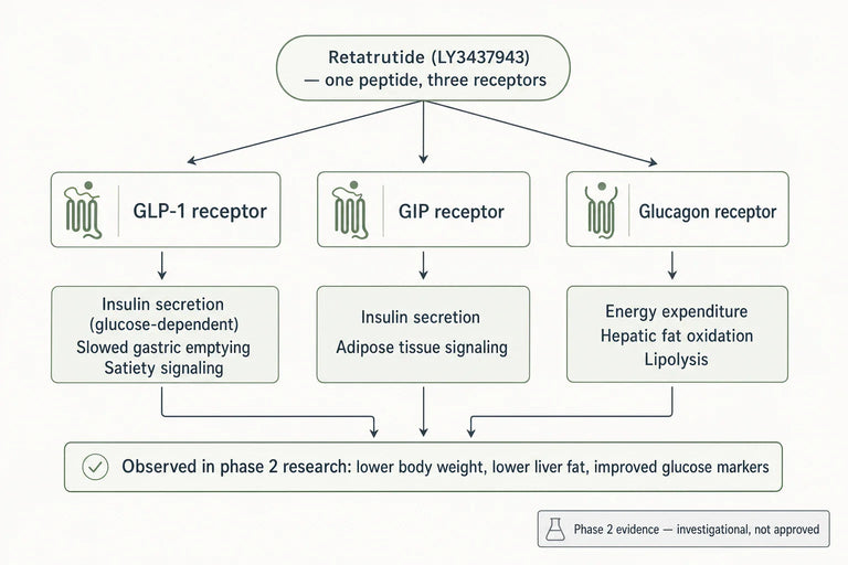 What Are the Key Findings on Retatrutide for Managing Obesity and Metabolic Health?