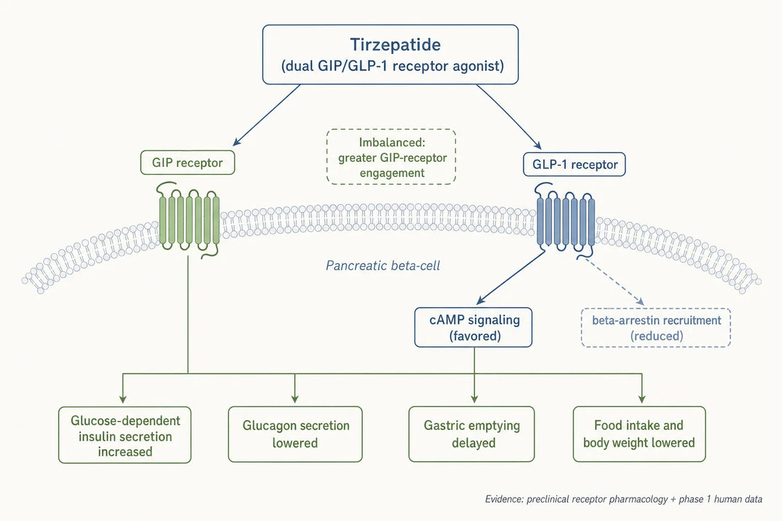 How research models tirzepatide's imbalanced, biased dual GIP/GLP-1 receptor agonism and its downstream metabolic effects.