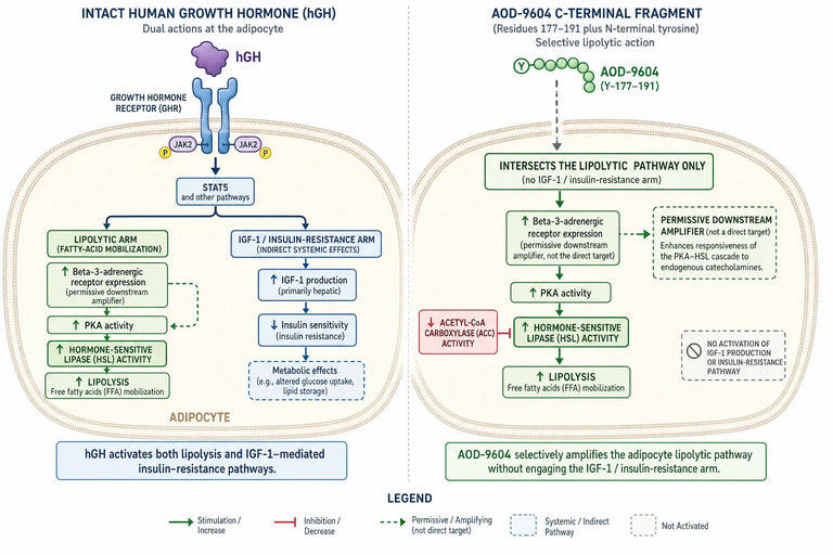 What Do Clinical Trials Indicate About the Fat-Burning Potential of AOD-9604 Peptide?